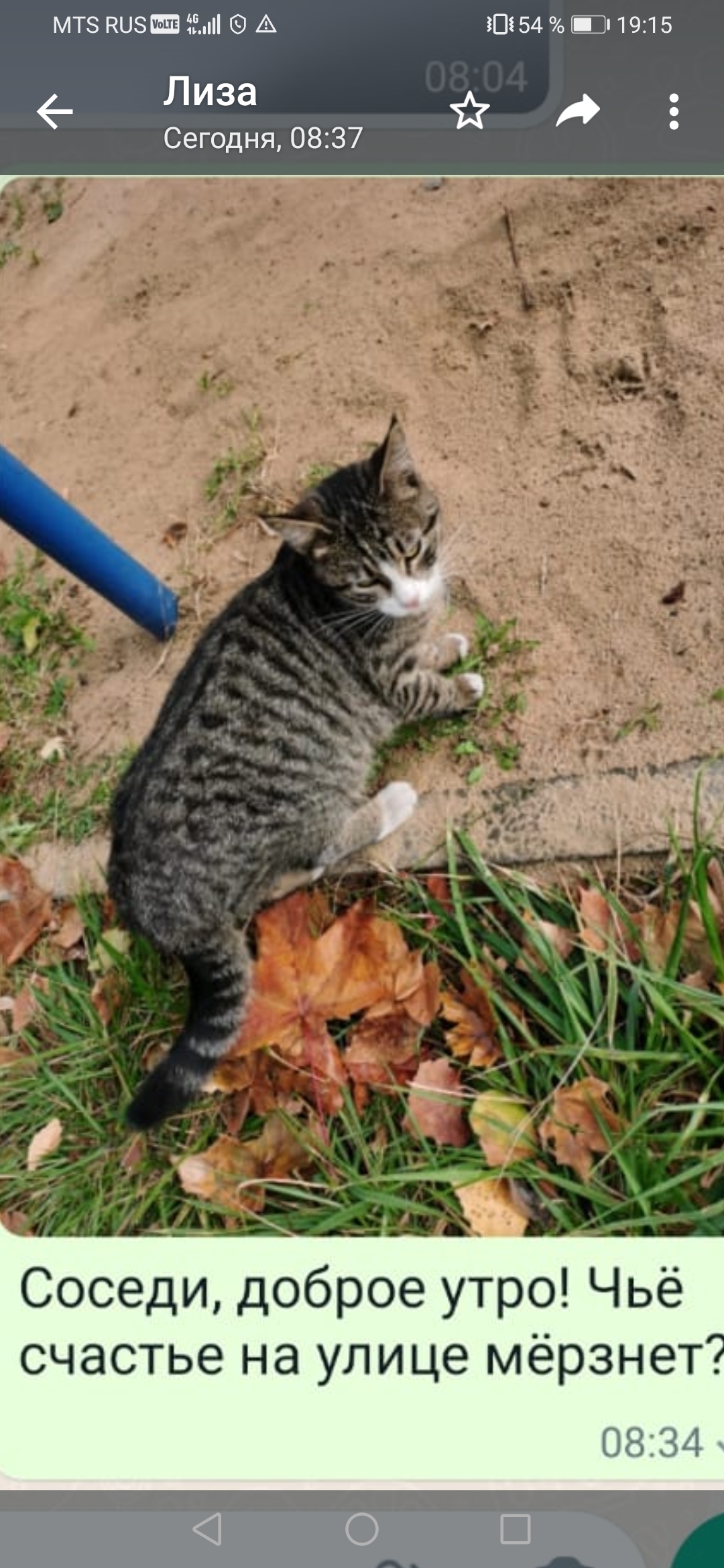 Кошка Бездомный кот найдена на Большой Очаковской улице, 10