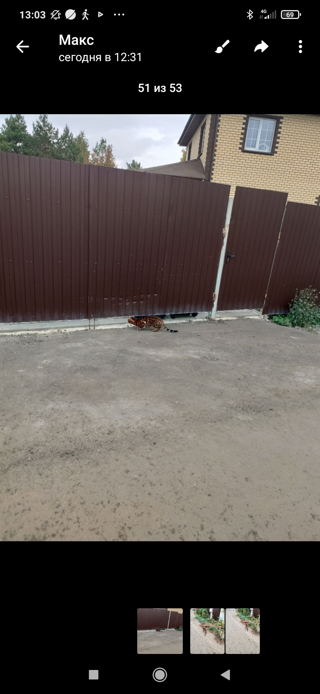 Найдена кошка Бенгал, Янтарная ул., Набережные Челны