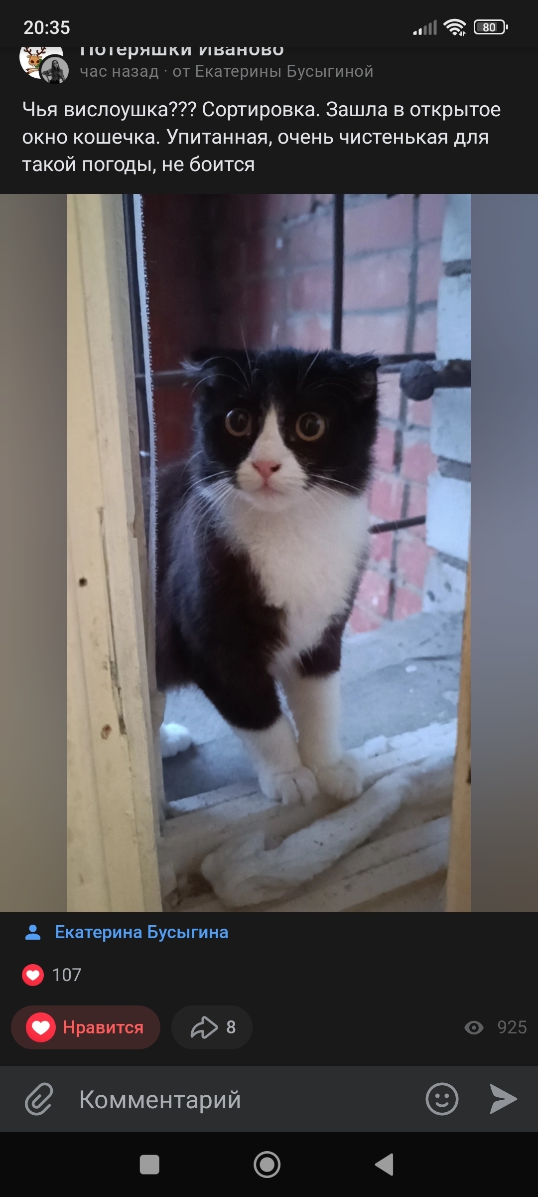 Кошка найдена на ул. Свободы, 45, Иваново