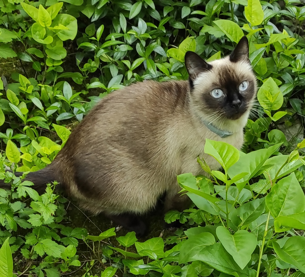 Пропала Сиамская кошка, 13 лет, ул. Трубаченко, Сімферополь