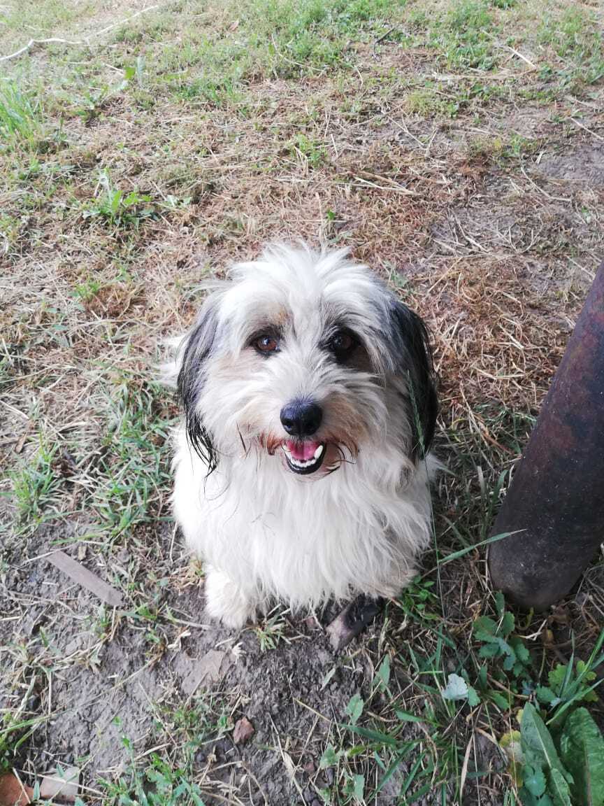 Пропала собака в г. Льгов, Курская область