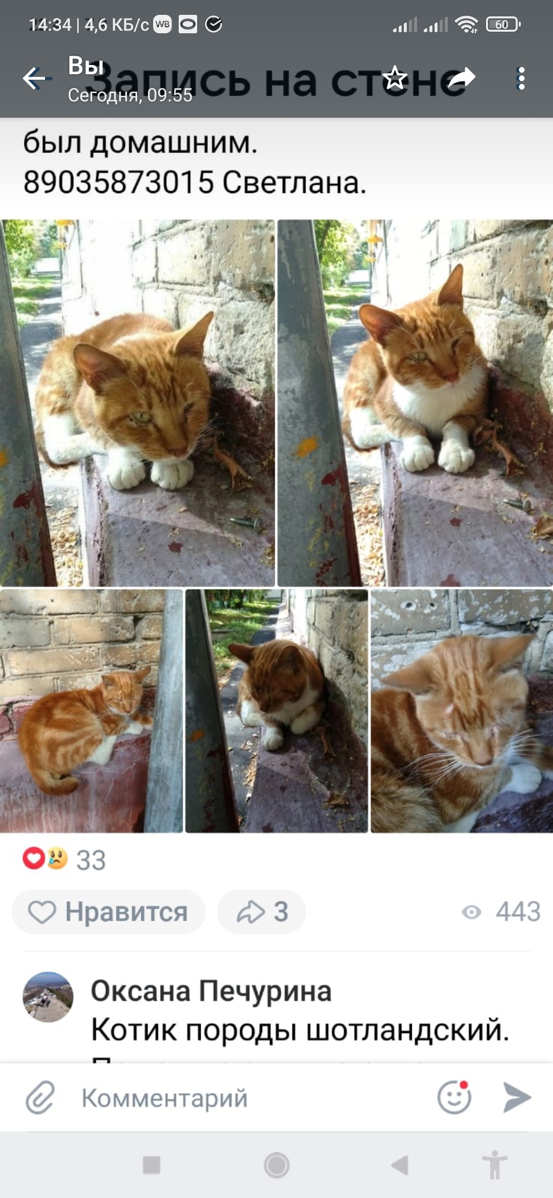 Найден домашний рыжий кот на Нагорной улице