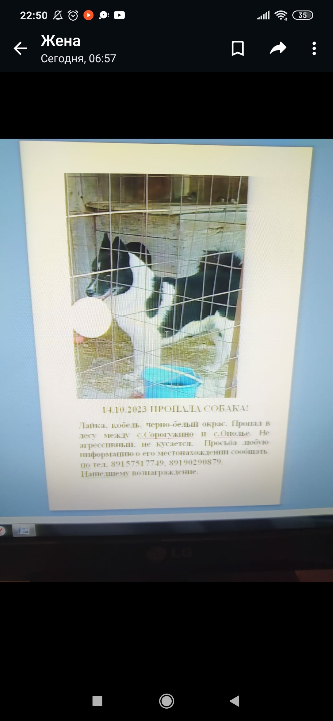 Пропала собака в Красносельском поселении, Владимирская область
