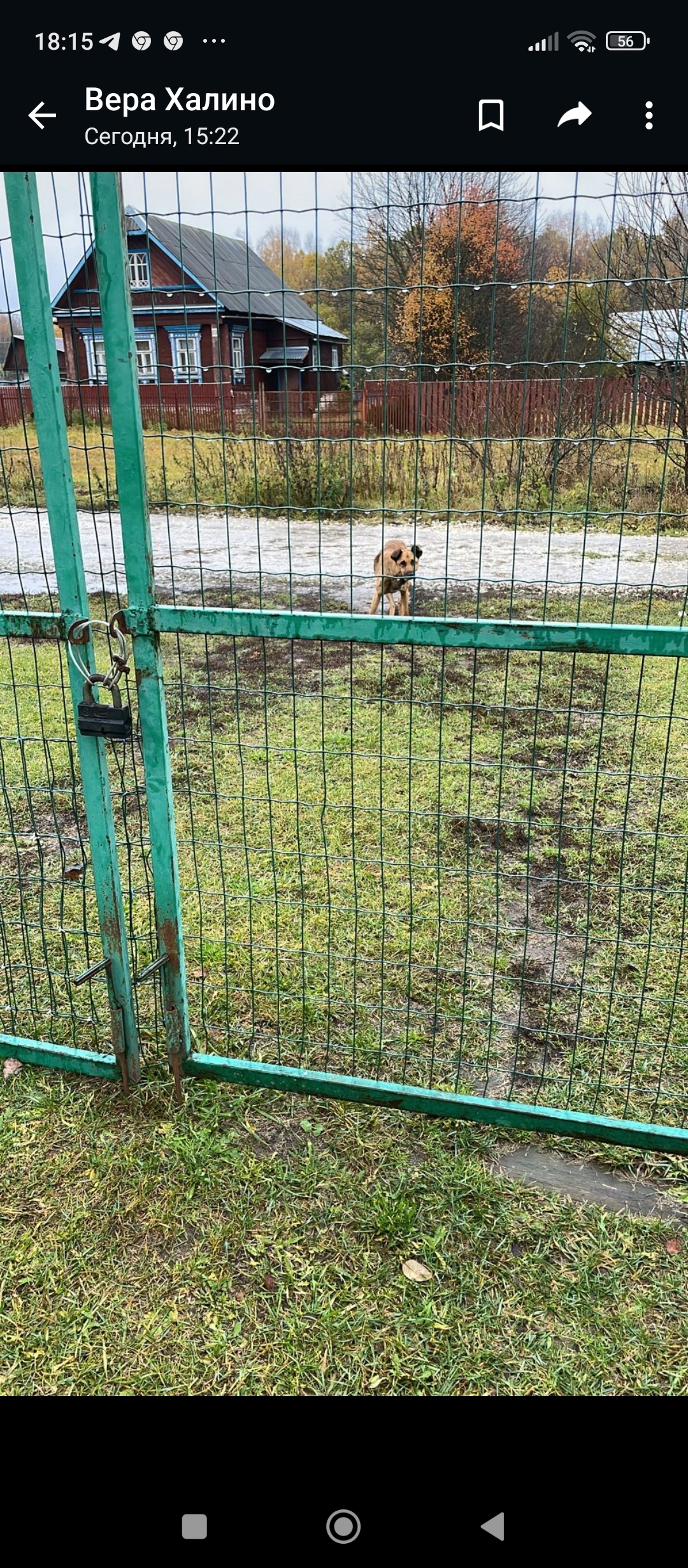 Собака найдена в Деревне Халино, Владимирская область
