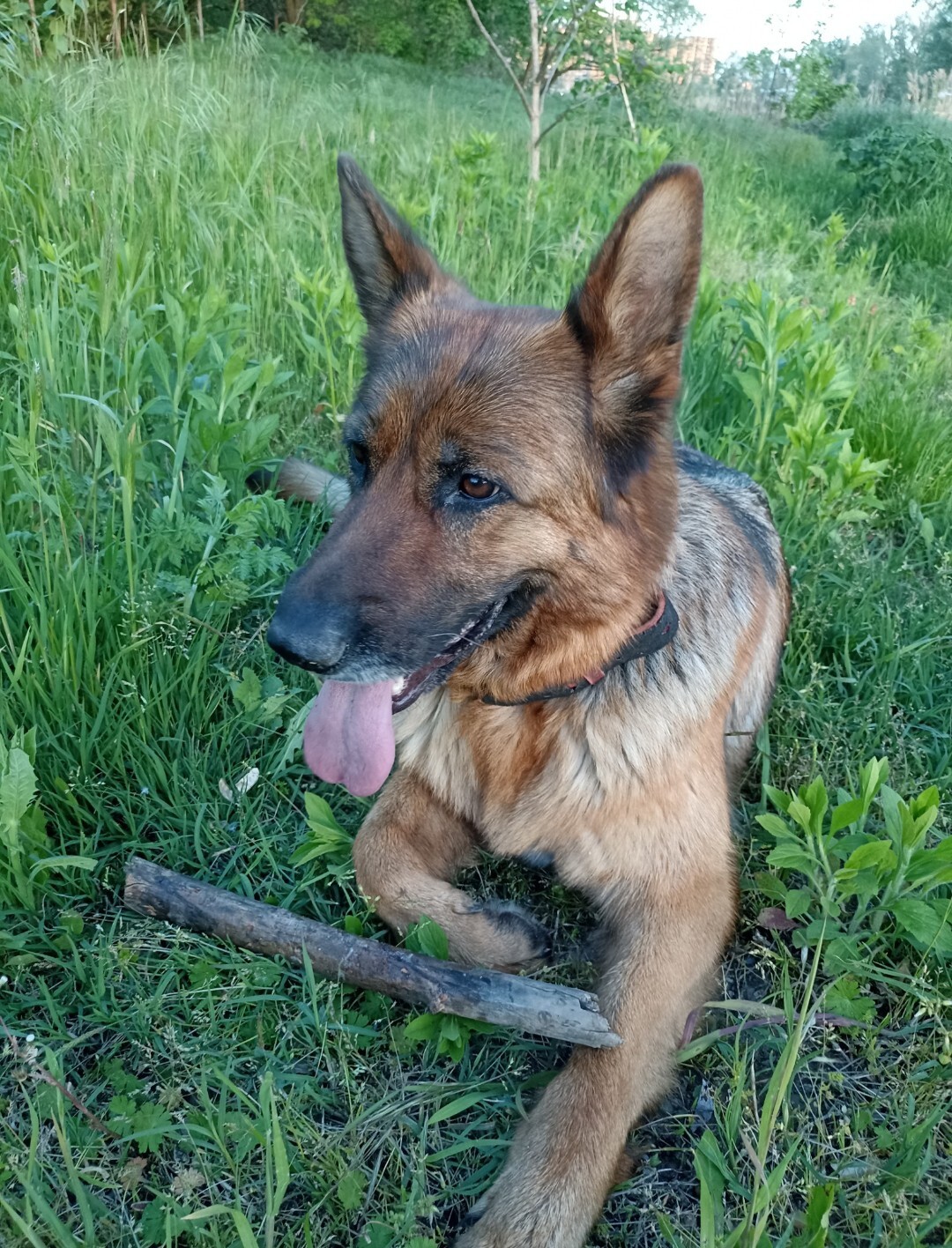 Пропала собака: Немецкая овчарка, 3 года, Краснодар