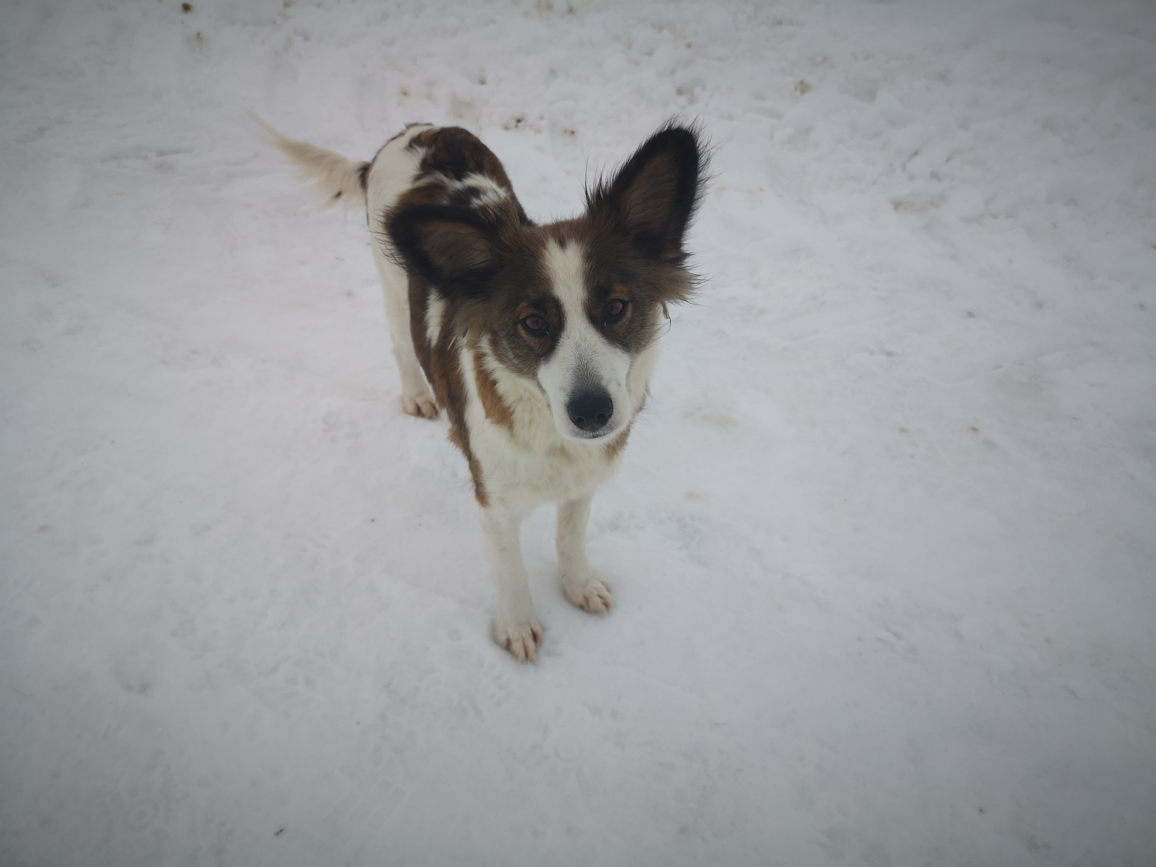 Пропала собака, девочка, белая с рыжими пятнами, Переславль-Залесский