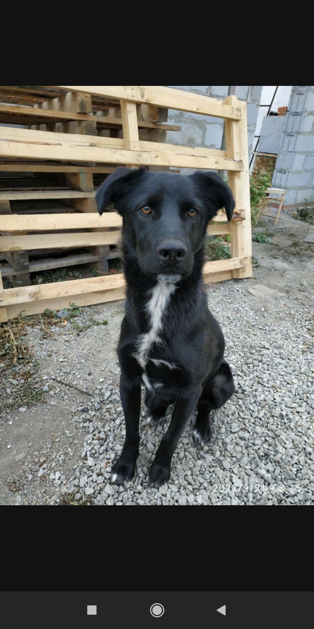 Пропала собака: черный пёс, 2 года, без ошейника, Челябинская ул. 95