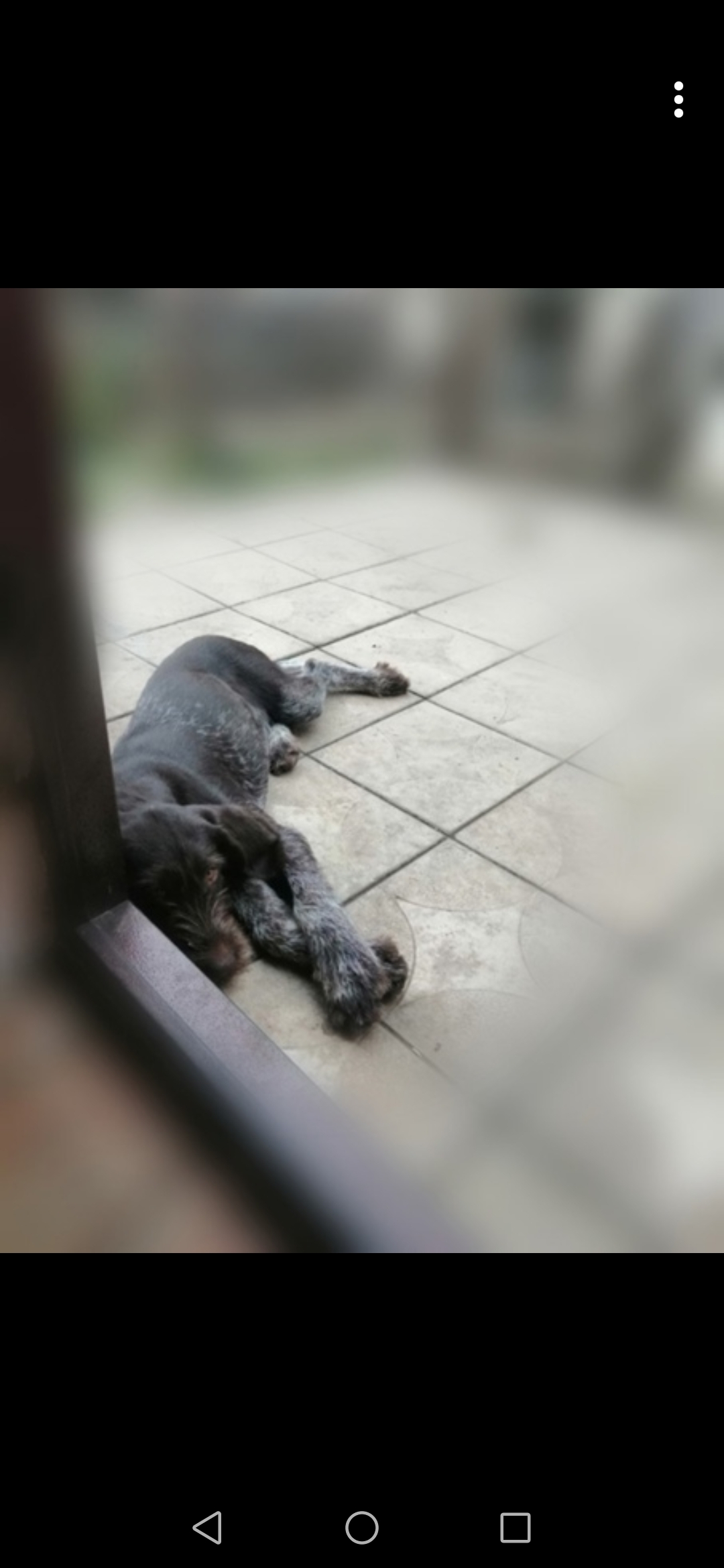 Пропала собака в Хотынецком районе, Орловская область