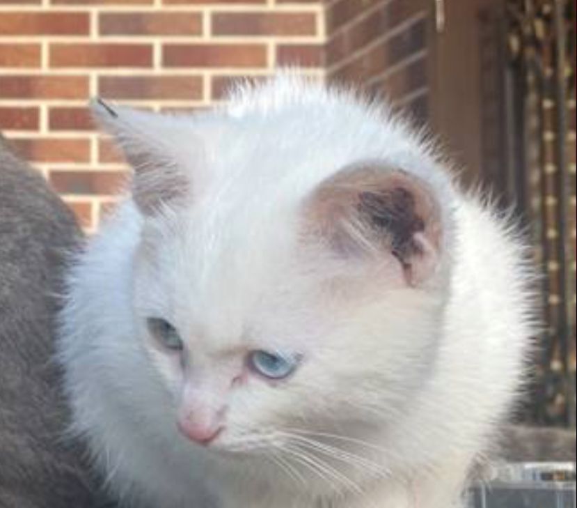 Пропала белая кошка на Сиреневой улице