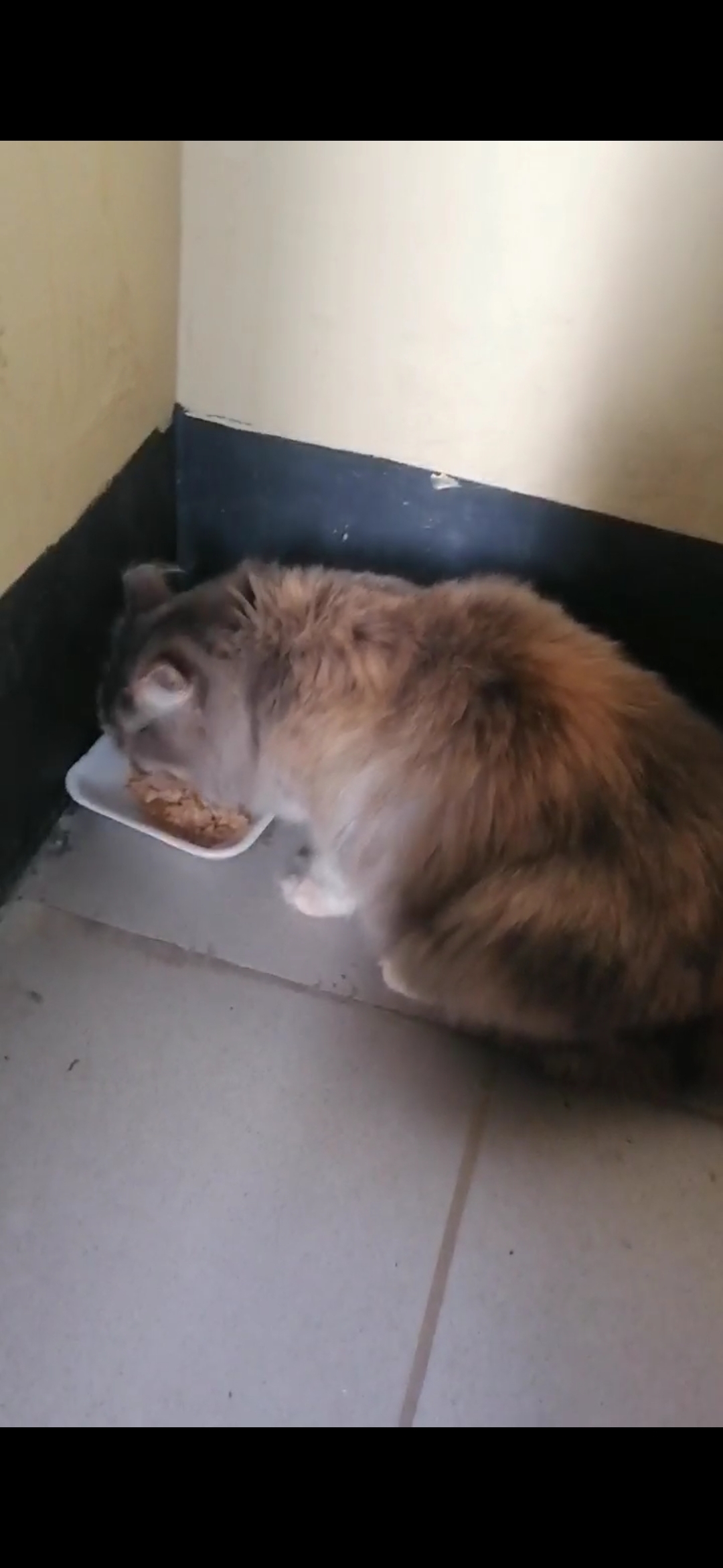 Пропала кошка на ул. Георгия Амелина, 49