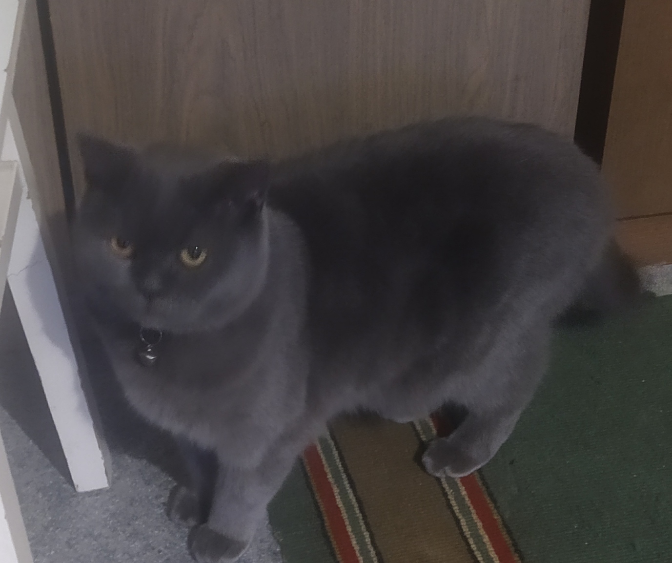 Найден серый британский кот с ошейником в Перми