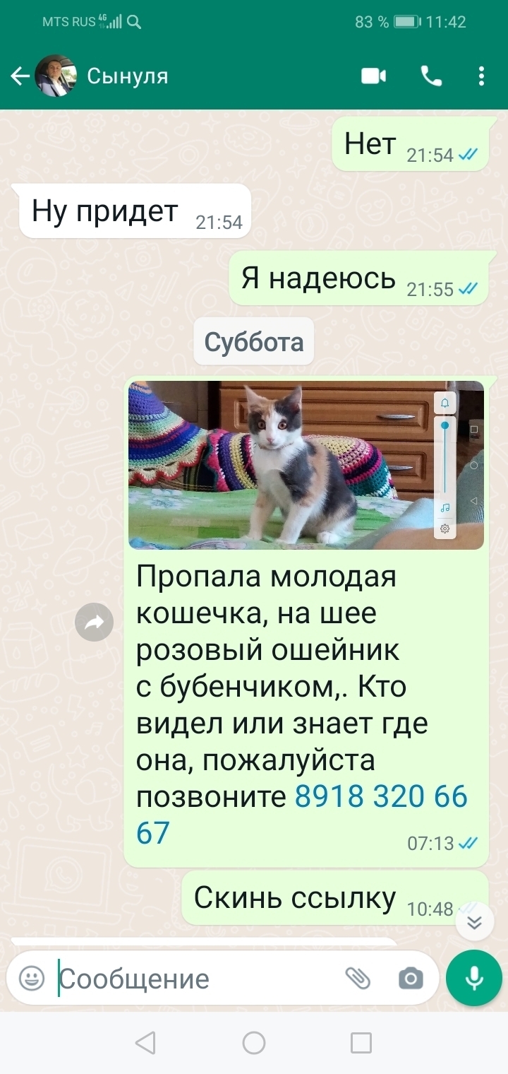 Пропала трехцветная кошка, ул. Юности, 34, Белореченск
