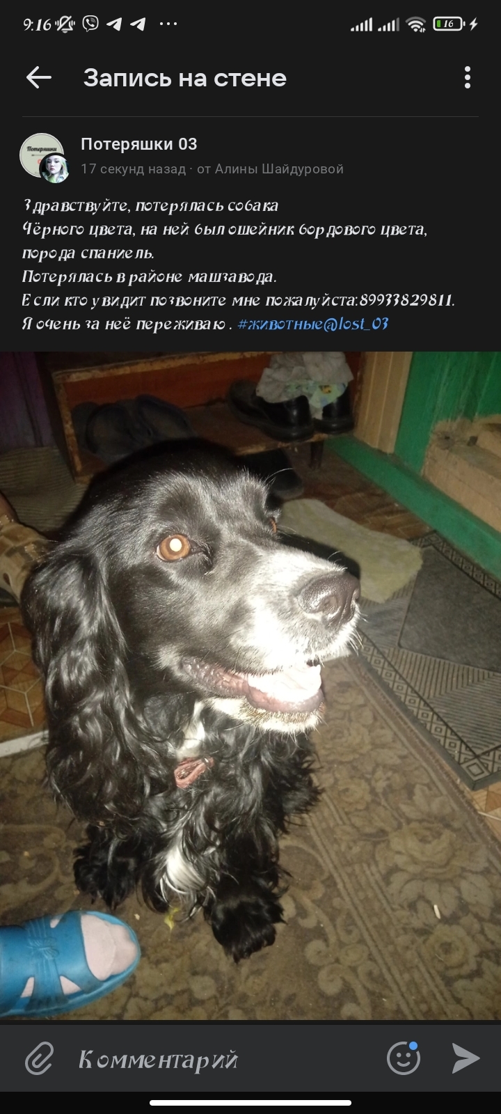 Пропала собака Девочка, ул. Комарова, 8, Улан-Удэ
