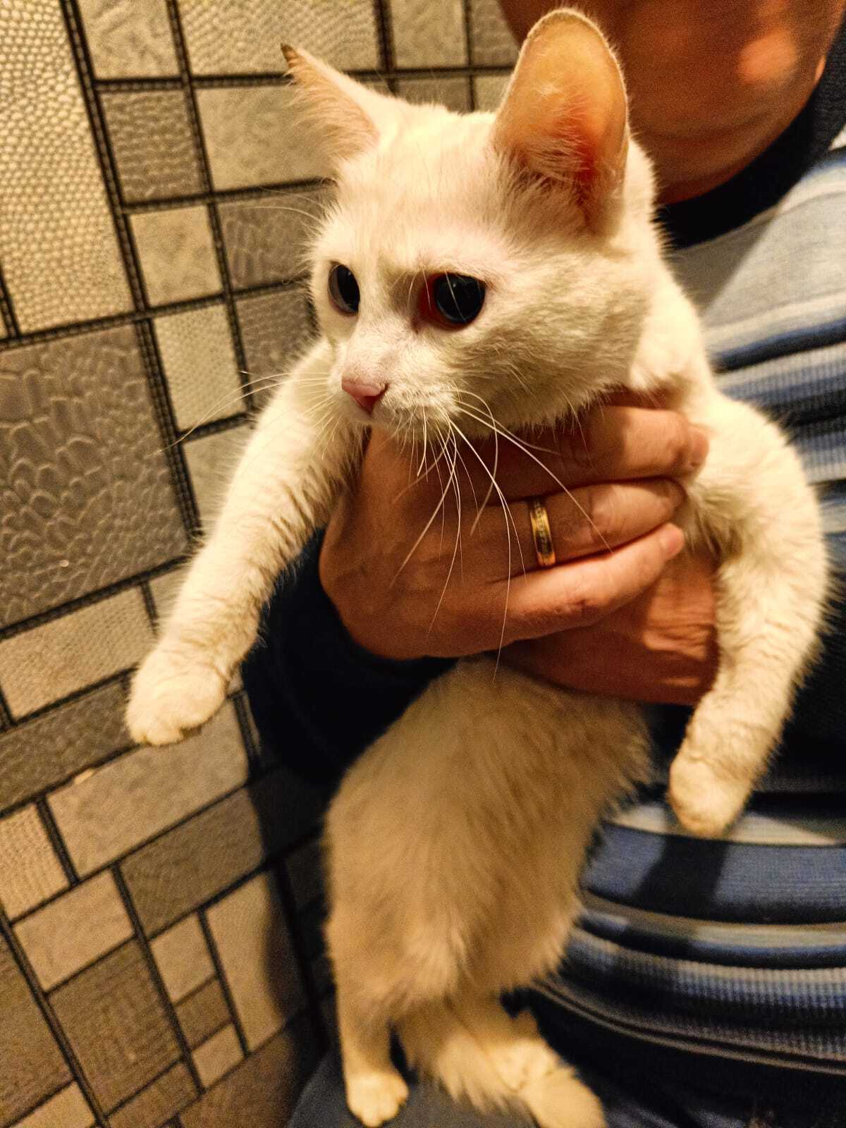 Найдена кошка с белым окрасом и двумя разноцветными глазами на Молодежном проспекте, 7Б, Кемерово