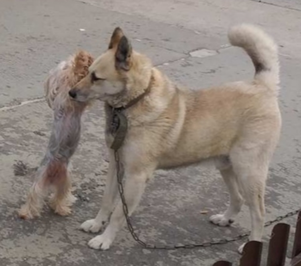 Пропала собака на Московской улице, 43