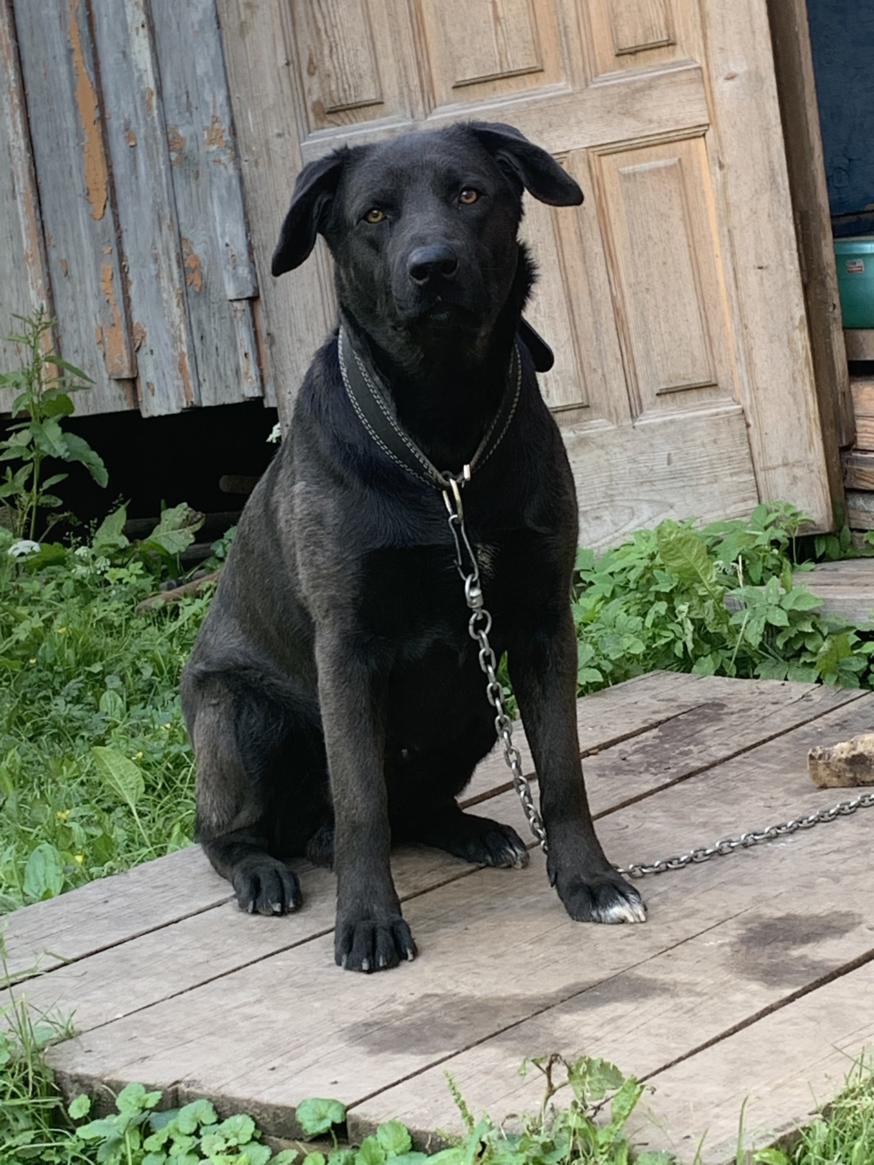 Пропала собака: ул. Нахимова, 35, Фрязино