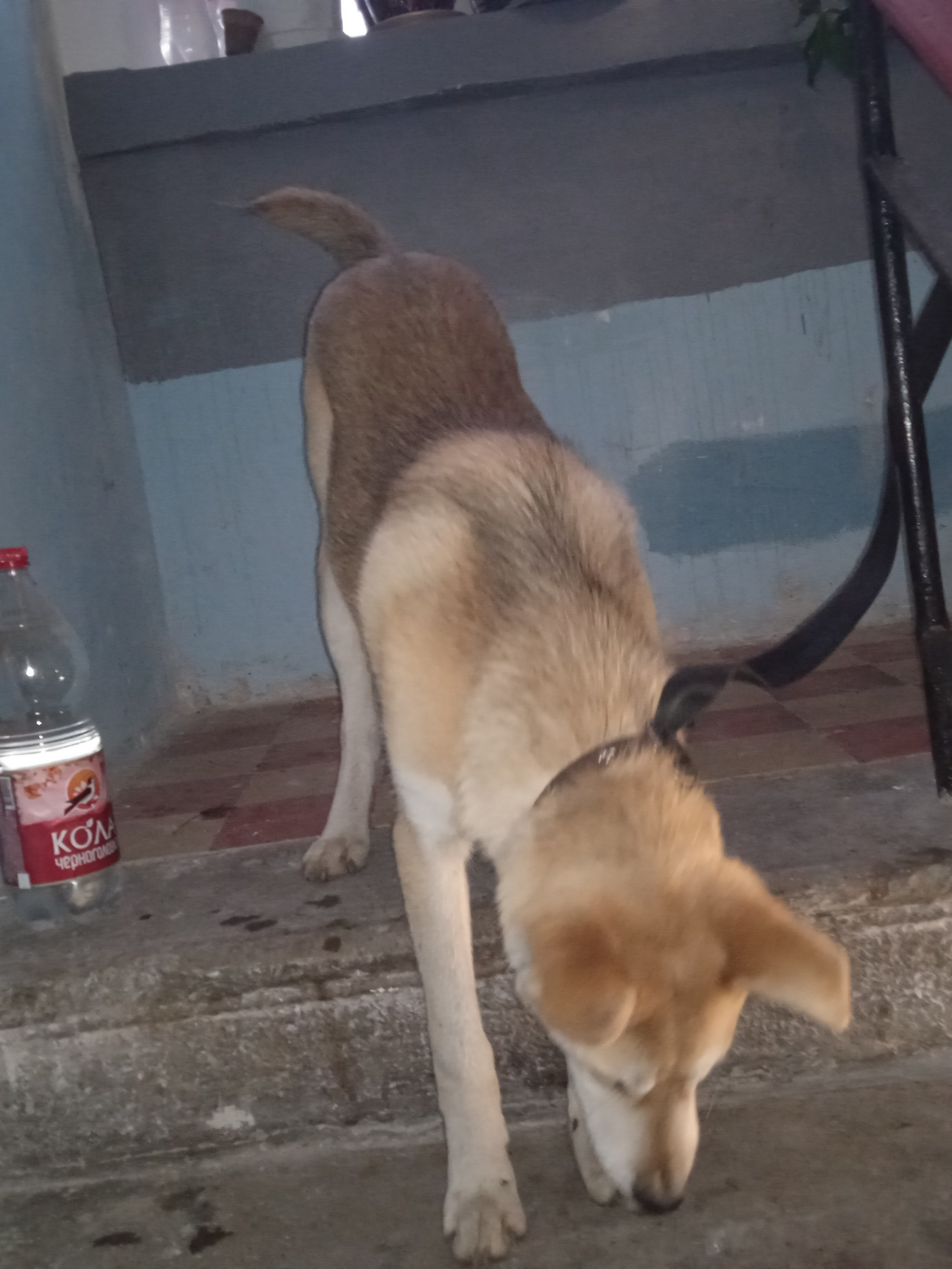 Собака найдена во дворе на ул. Богдана Хмельницкого, 21, Воронеж