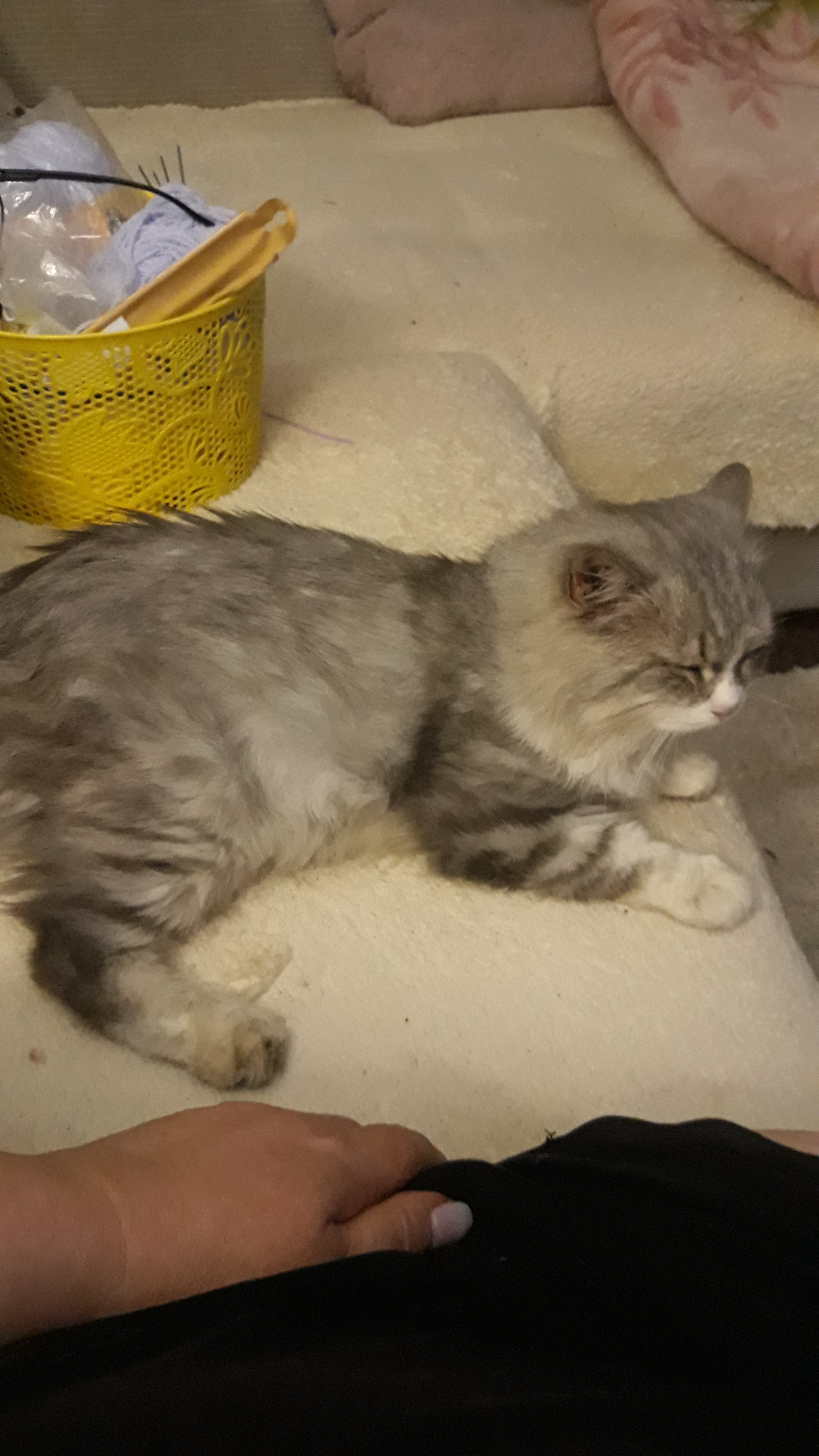 Пропала кошка Пушистый серый кот, ул. 25 лет Октября