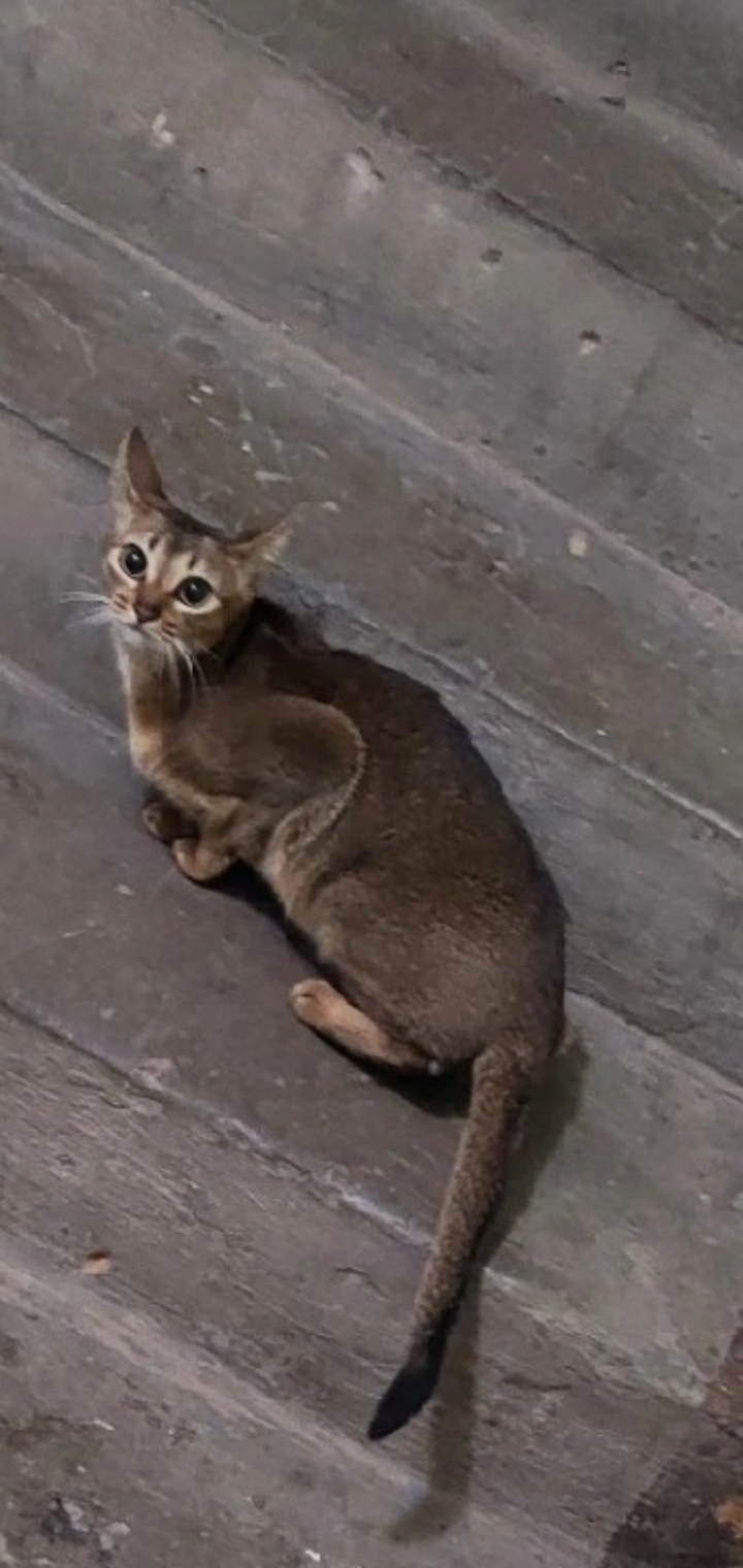 Найдена кошка абесинец на ул. Ладыжникова, 8, Н. Новгород