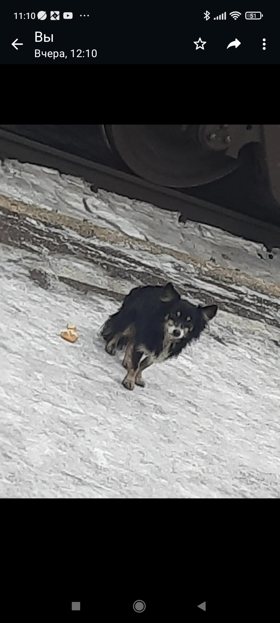 Пропала собака Малыш в Бердске, Новосибирская область