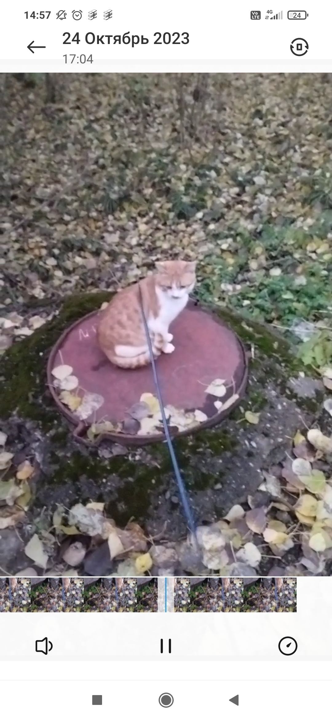 Пропала кошка Сëма, ул. Маршала Воронова 20а, Нижний Новгород