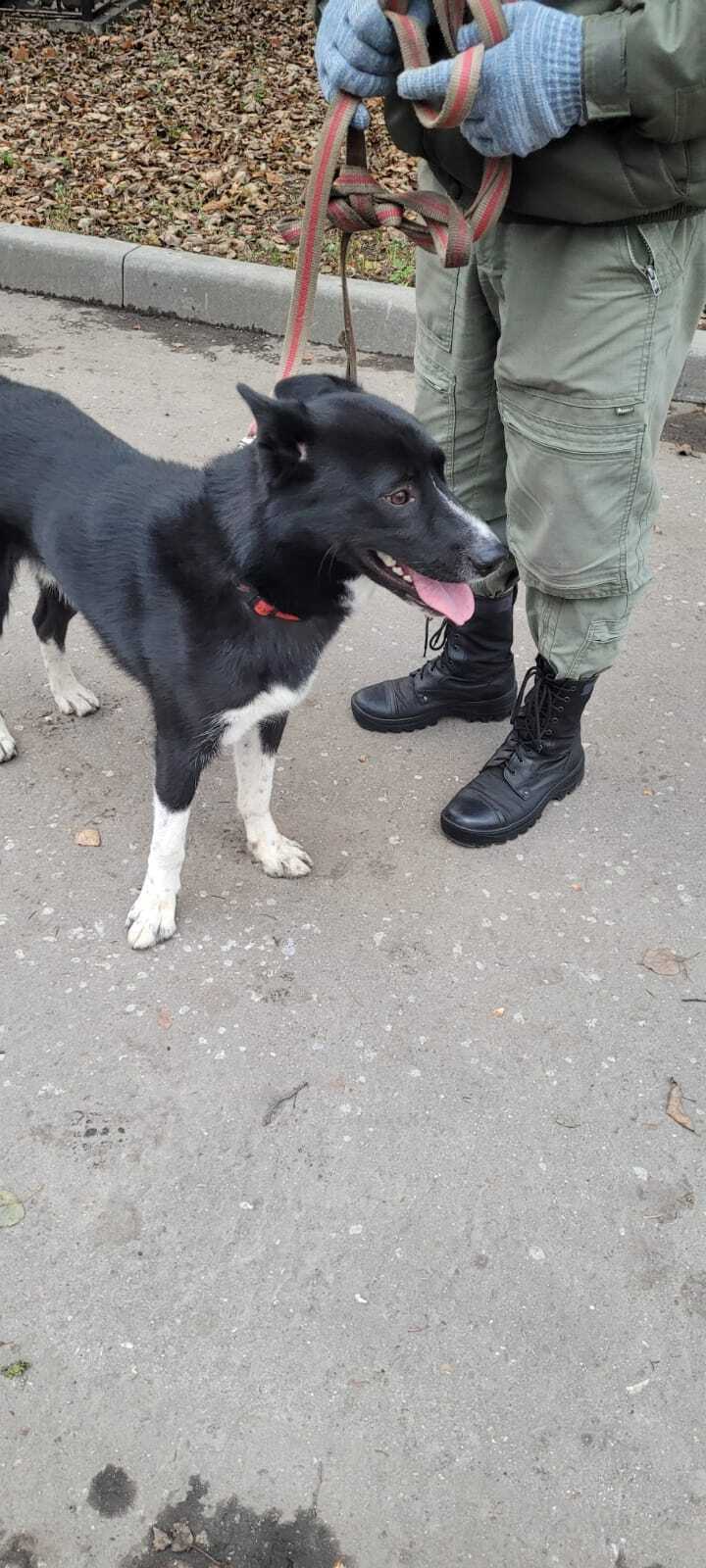 Собака найдена: Молодой кобель на Верейской ул., 7, Москва