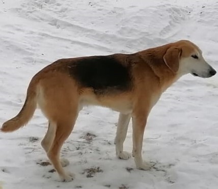 Пропала собака в д. Каинкуль, Челябинская обл.