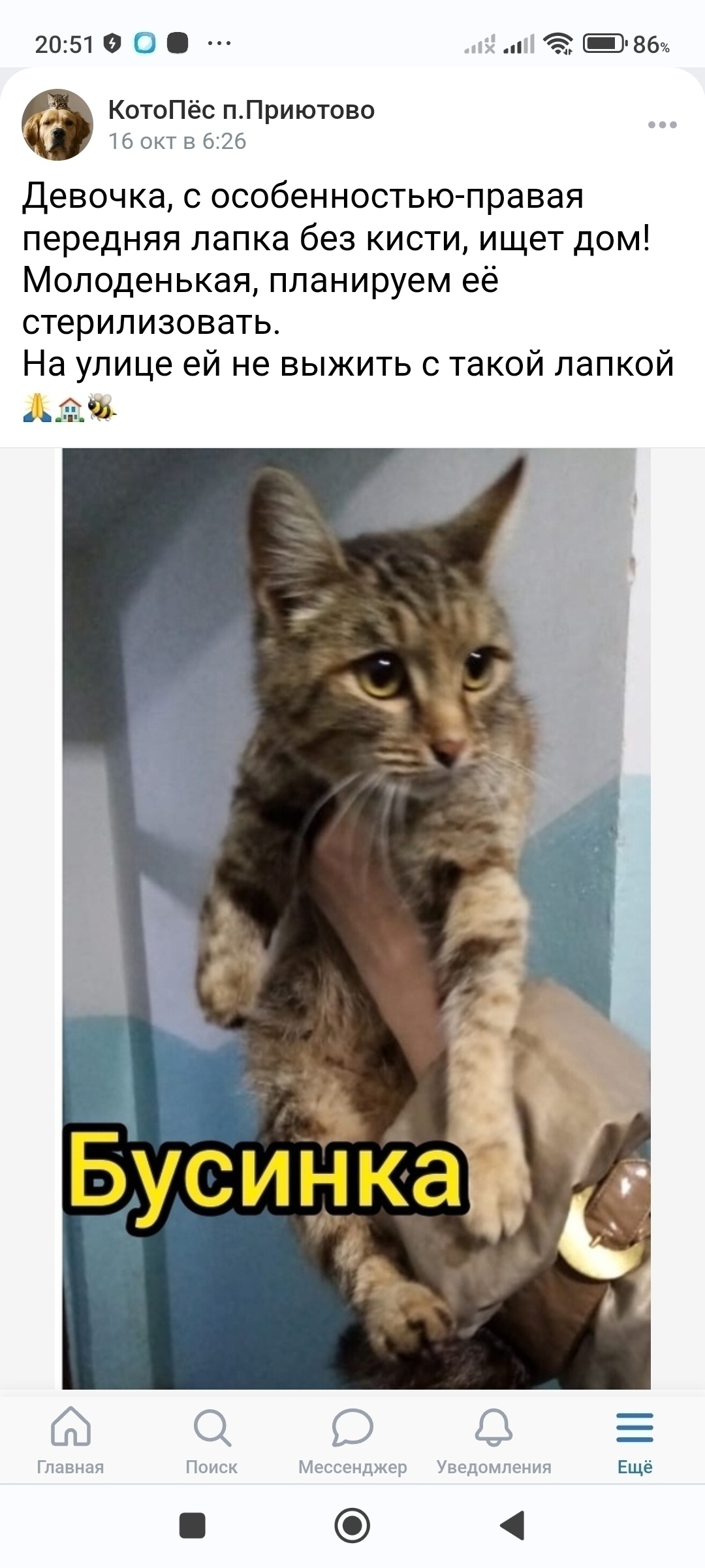 Найдена серая кошка без кисти на лапке в Приютово, Башкортостан