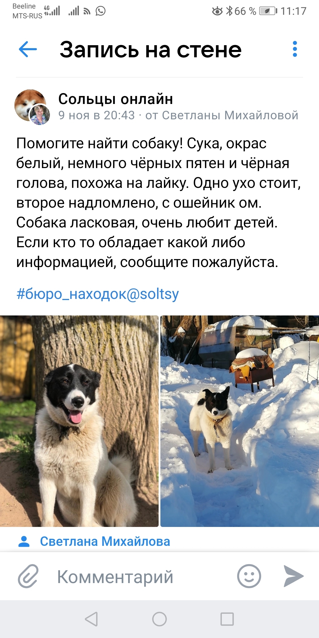 Пропала собака в Новгородской области