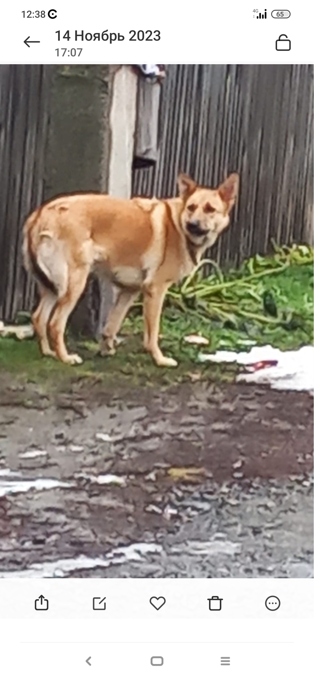 Найдена собака: Онежская 44, Бийск