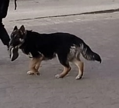 Собака найдена, Уфа: +79272320101