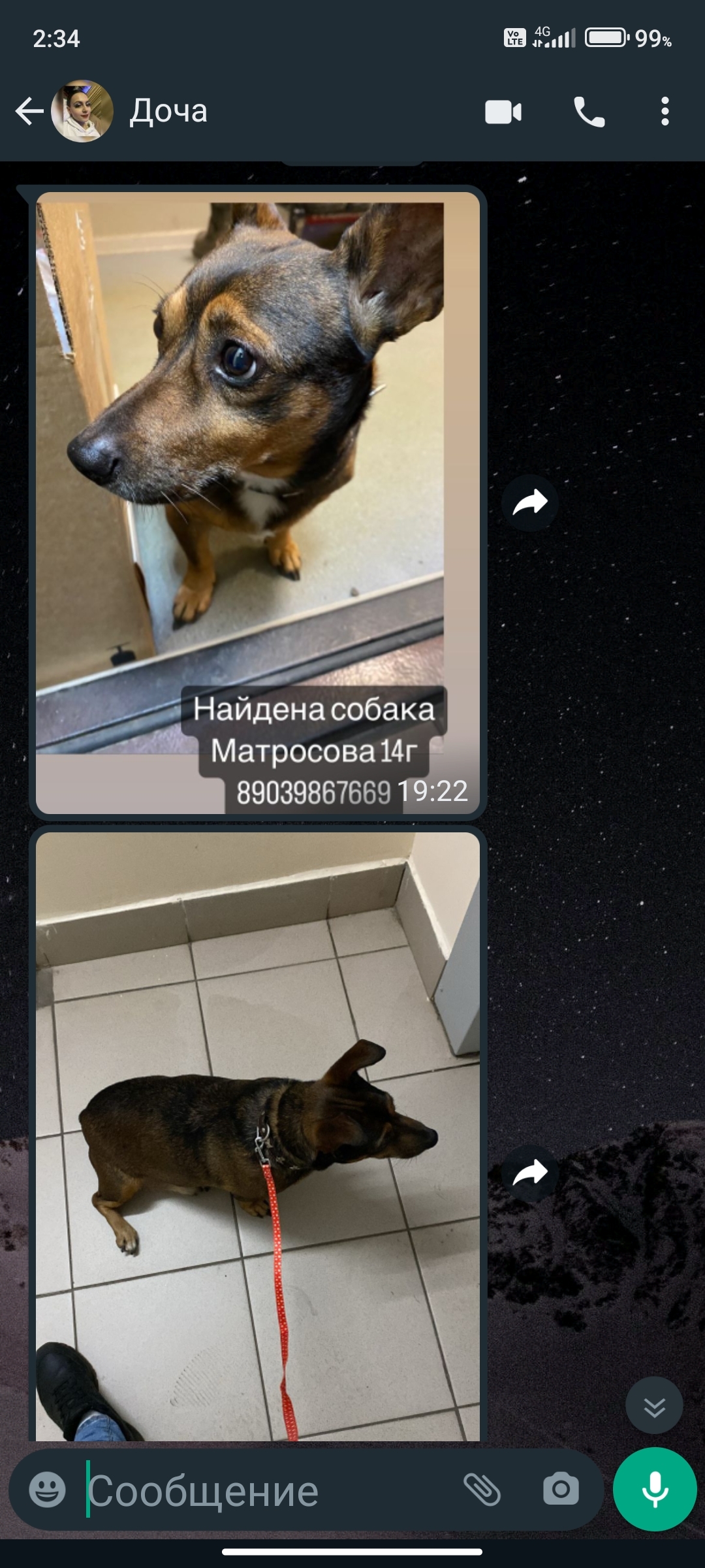 Найдена собака: ул. Матросова, 16Е