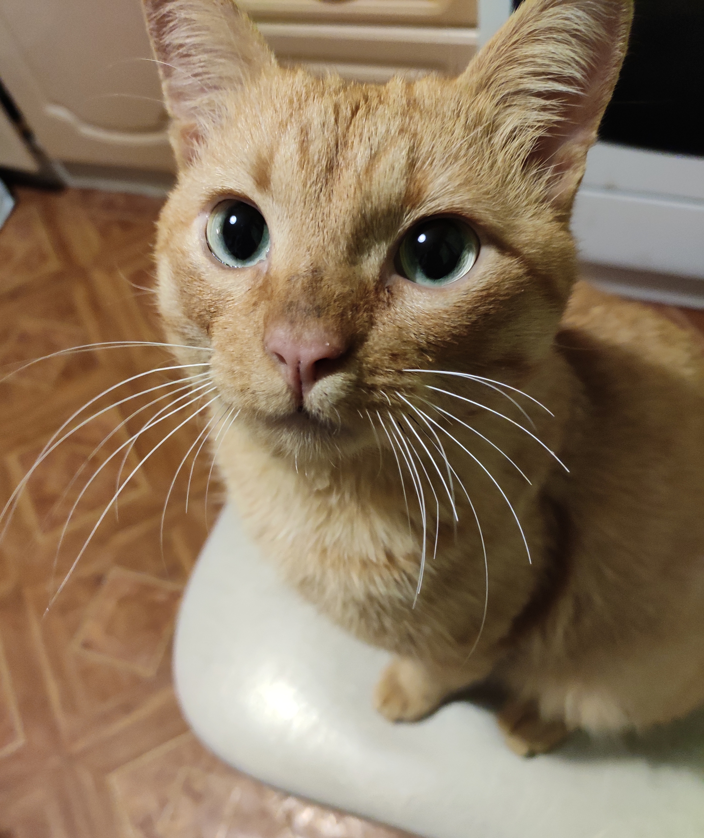 Рыжий кот найден: Новолуговое