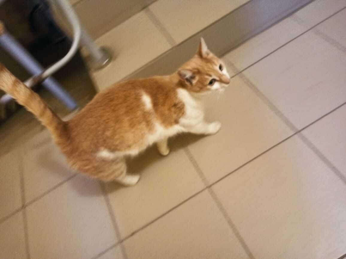 Найдена кошка, Портовая 29В, Челны