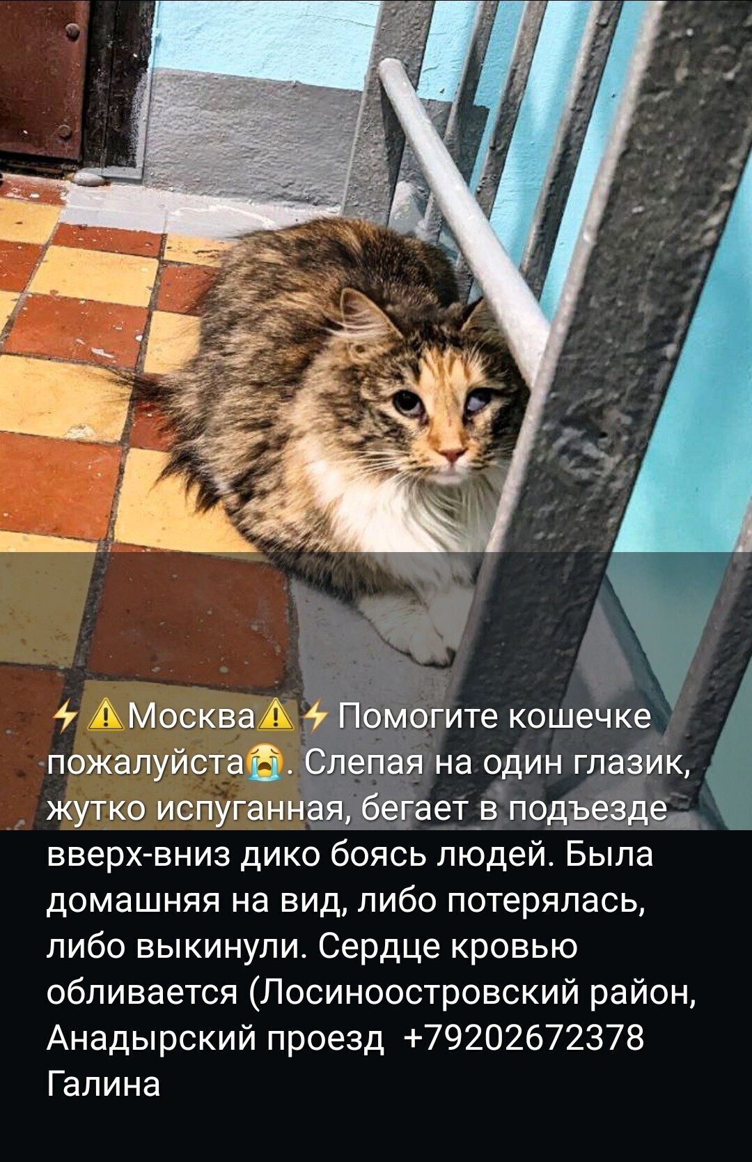 Найдена кошка: Анадырский пр-д, 39 к1