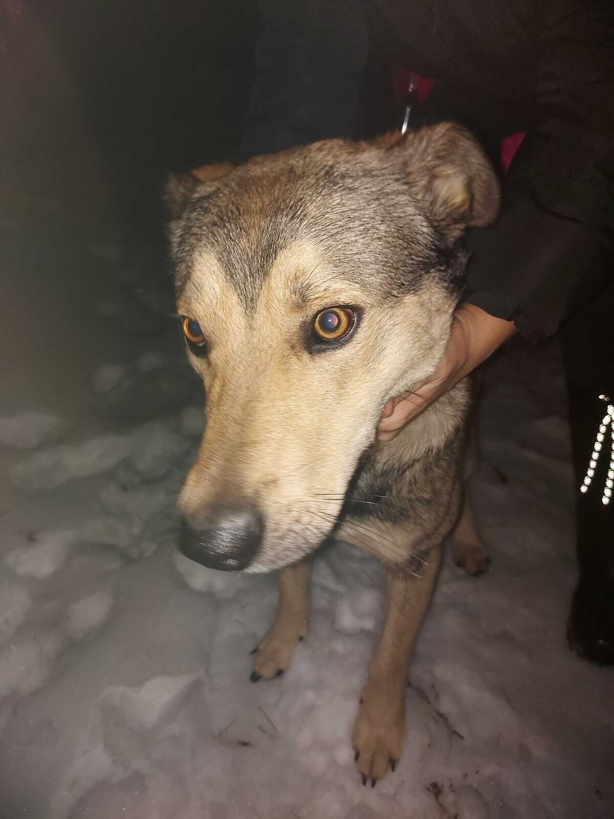 Найдена собака у Павлинского парка, Павлино