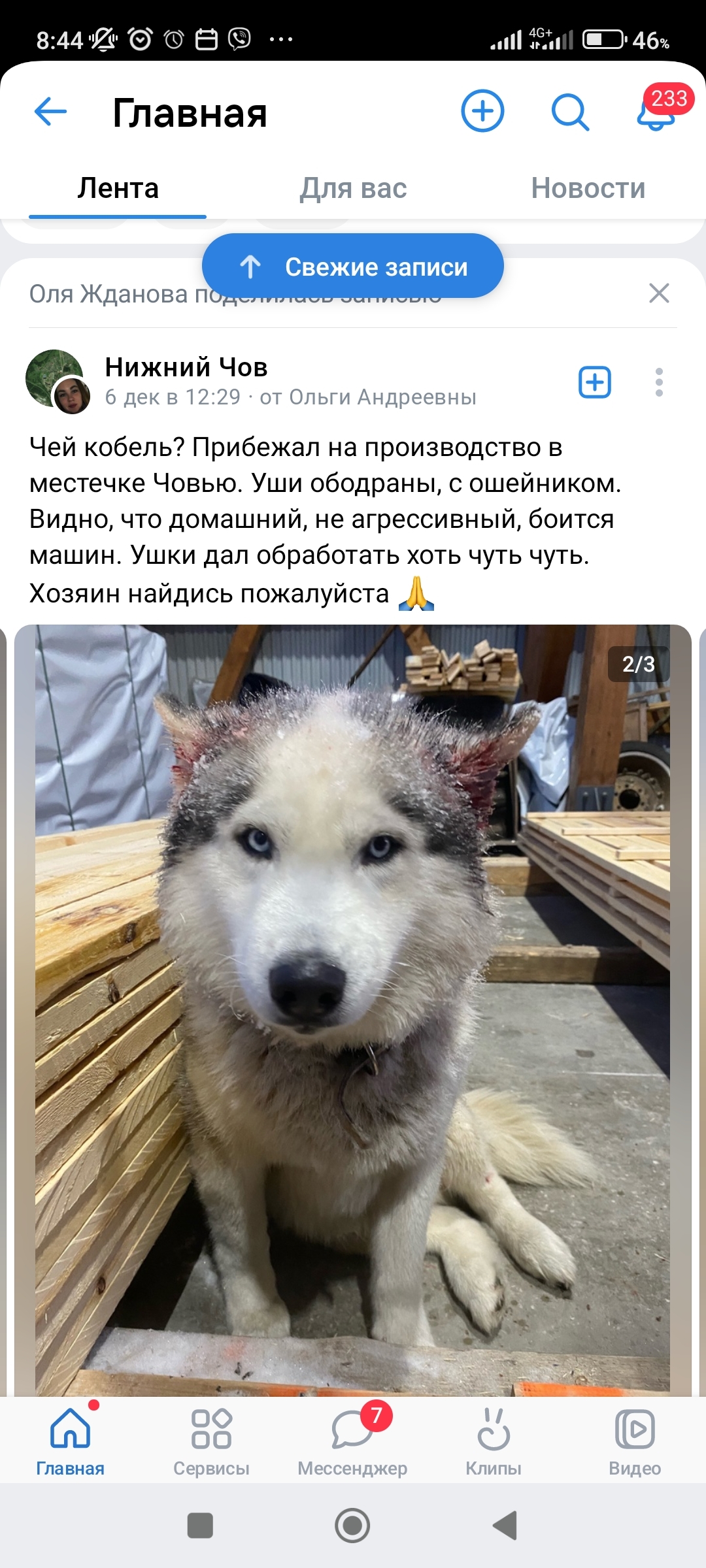 Найдена собака: Рабочая ул., 9, Сыктывкар