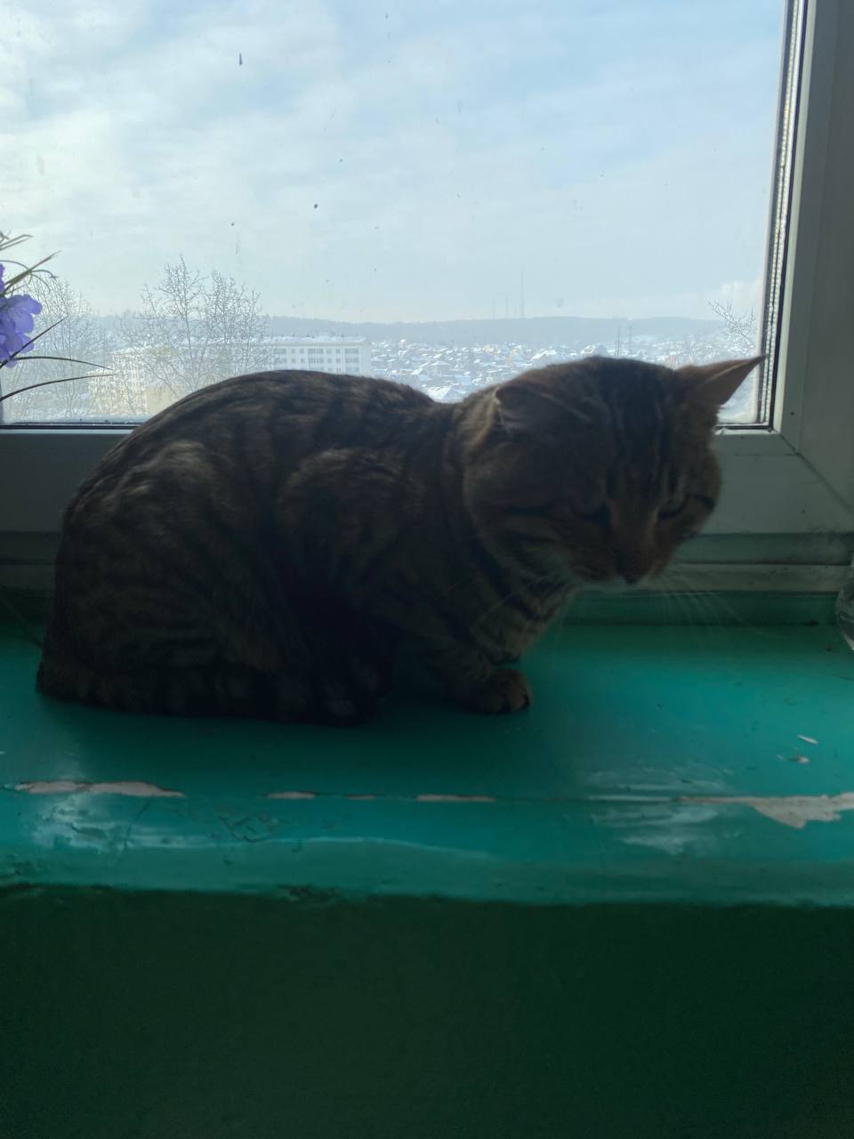 Найден кот: Юбилейный 112, Иркутск