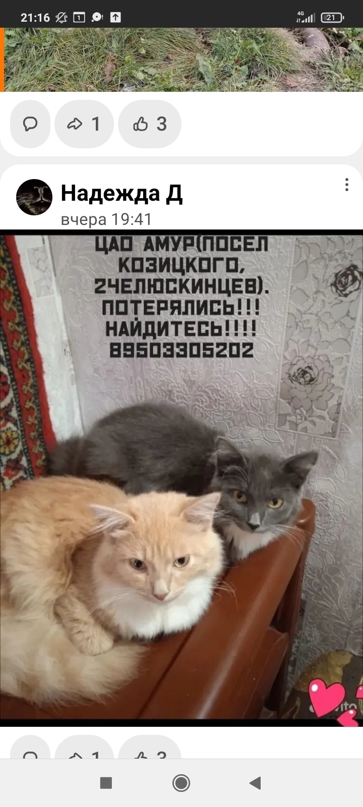 Пропали коты: Челюскинцев, 48, Омск