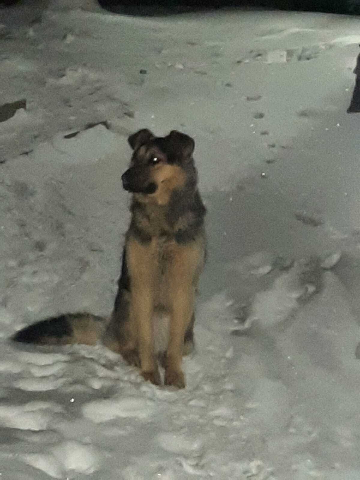 Найдена собака, Верх-Тула, Новосибирск