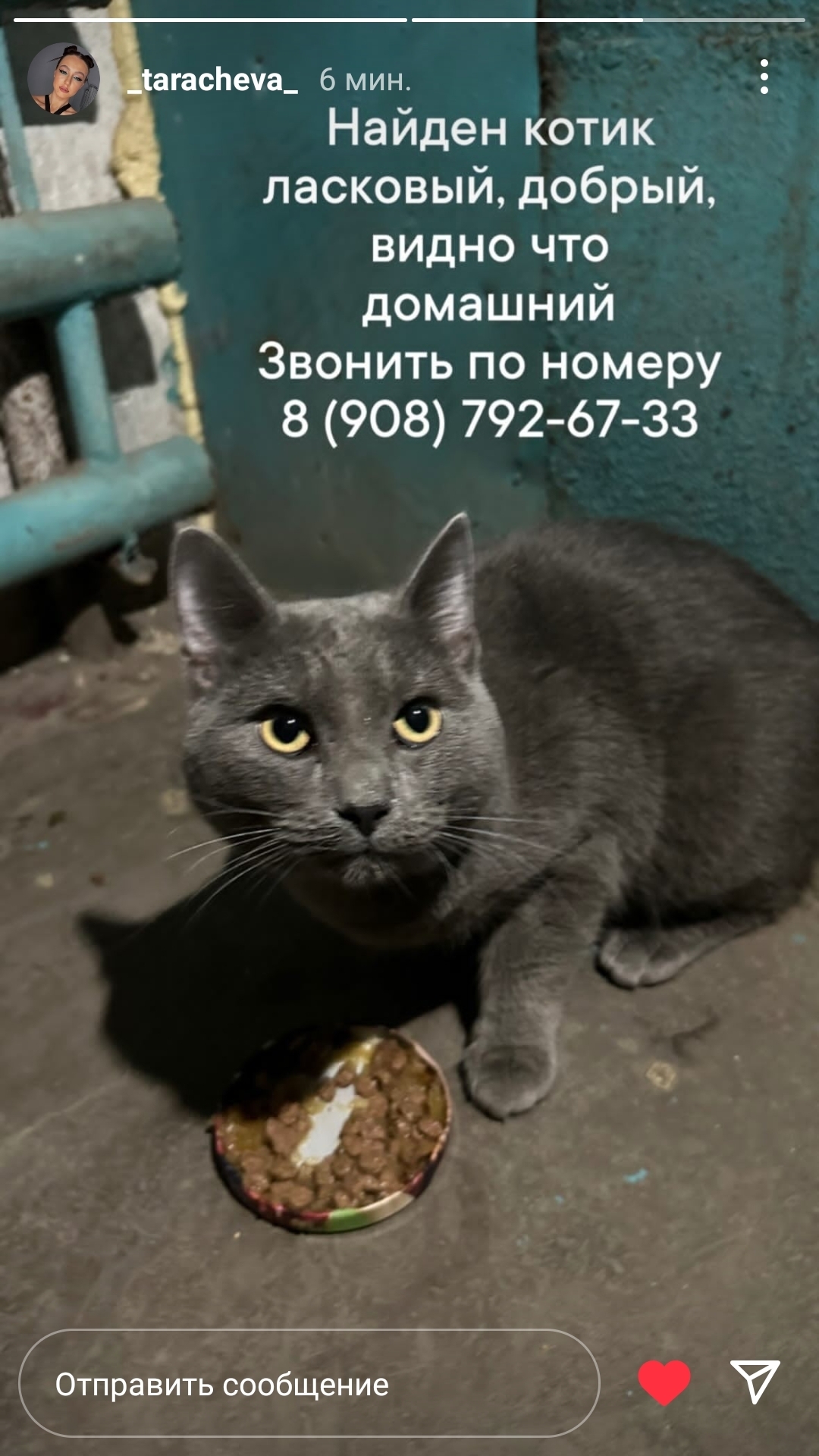 Найдена кошка: ул. Белозёрова, 13, Омск