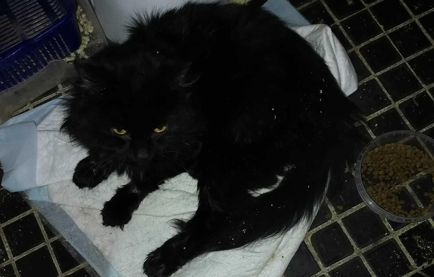 Найдена черная кошка, Битцевский пр.