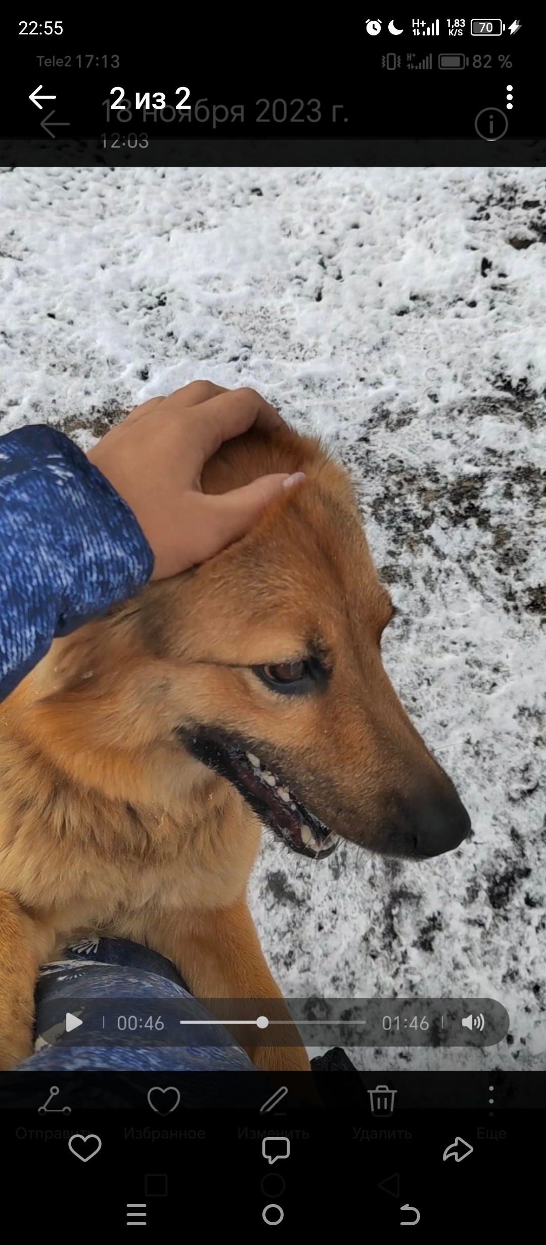 Пропала собака в Болохово, Тула