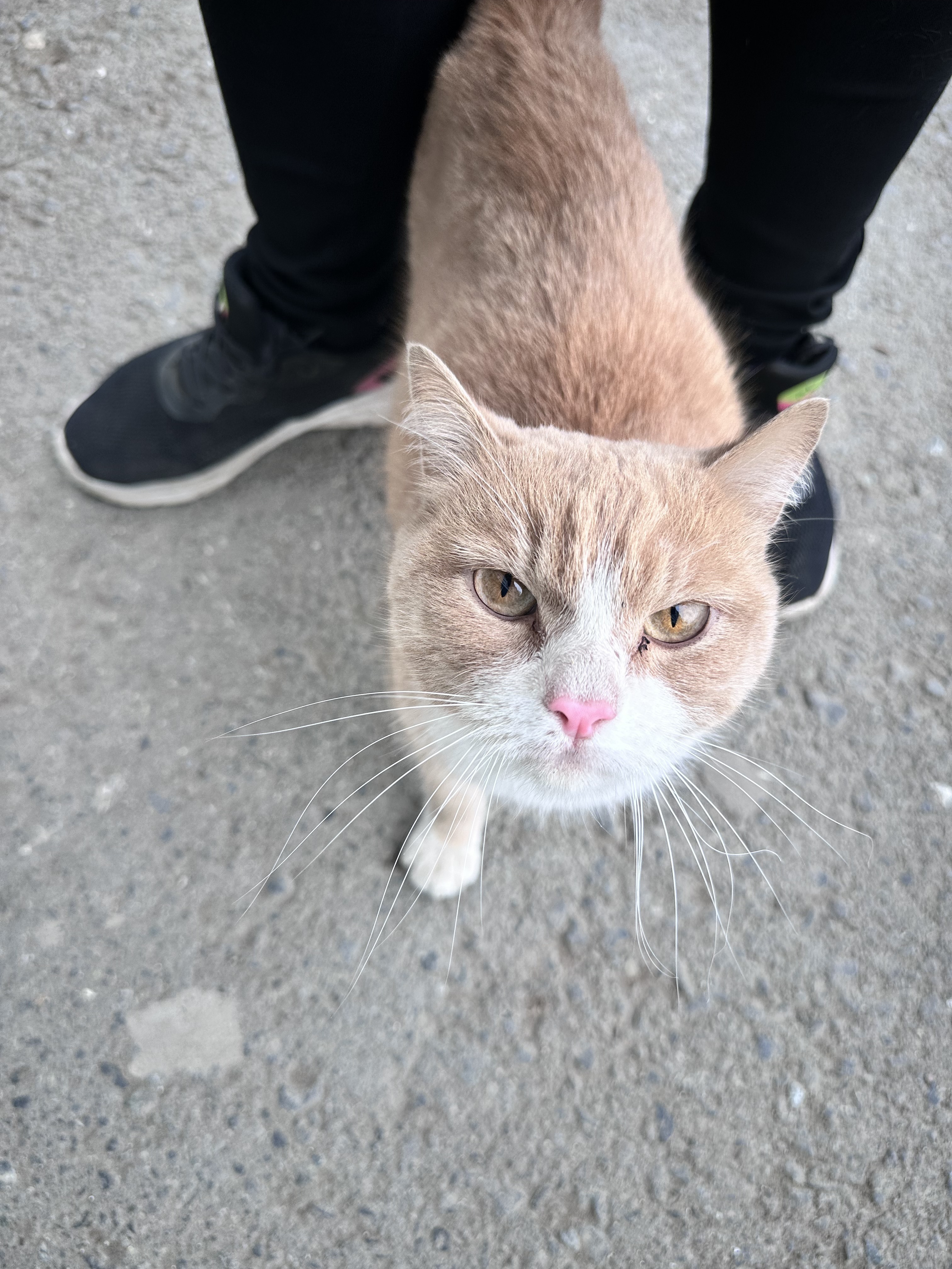Найдена кошка: ул. Пушкина, 18, Курган