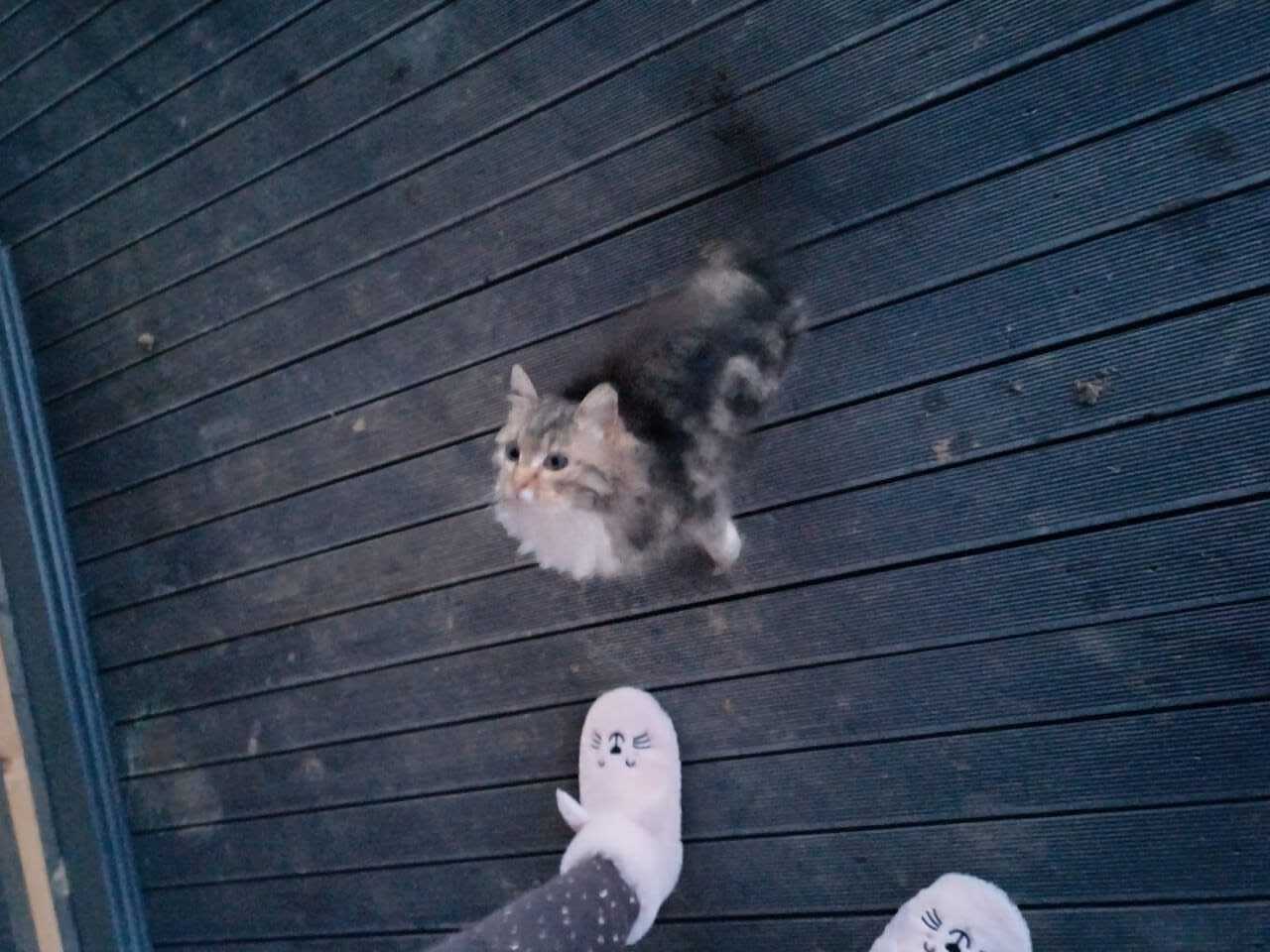 Котик найден в Глебово, МО