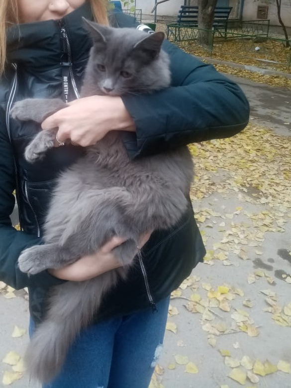Пропал кот: Хользунова, 38, Волгоград