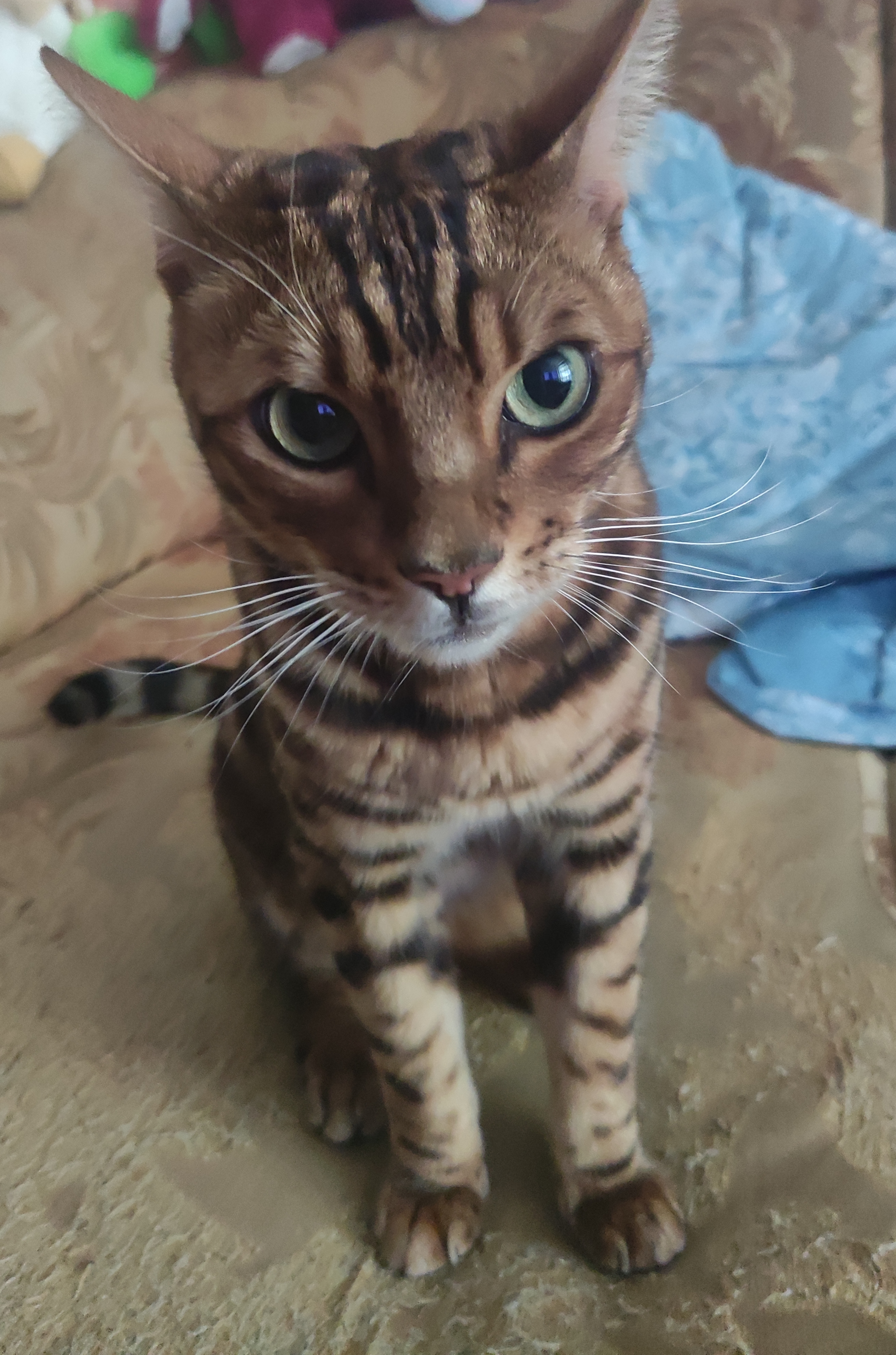 Найден кот: Ташкентская ул., 19 к2