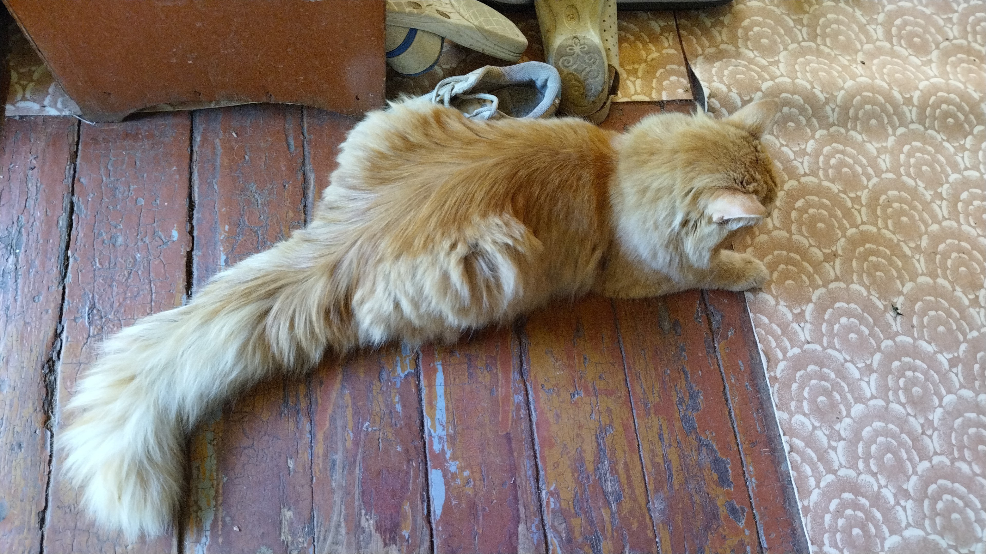 Найдена персиковая кошка, Путилово МО