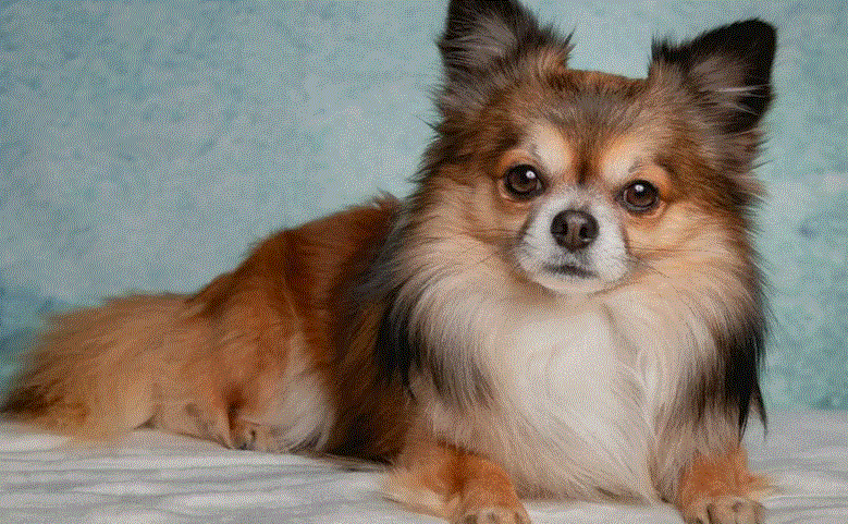 Пропала чихуахуа, ул. Пельше, Волгоград