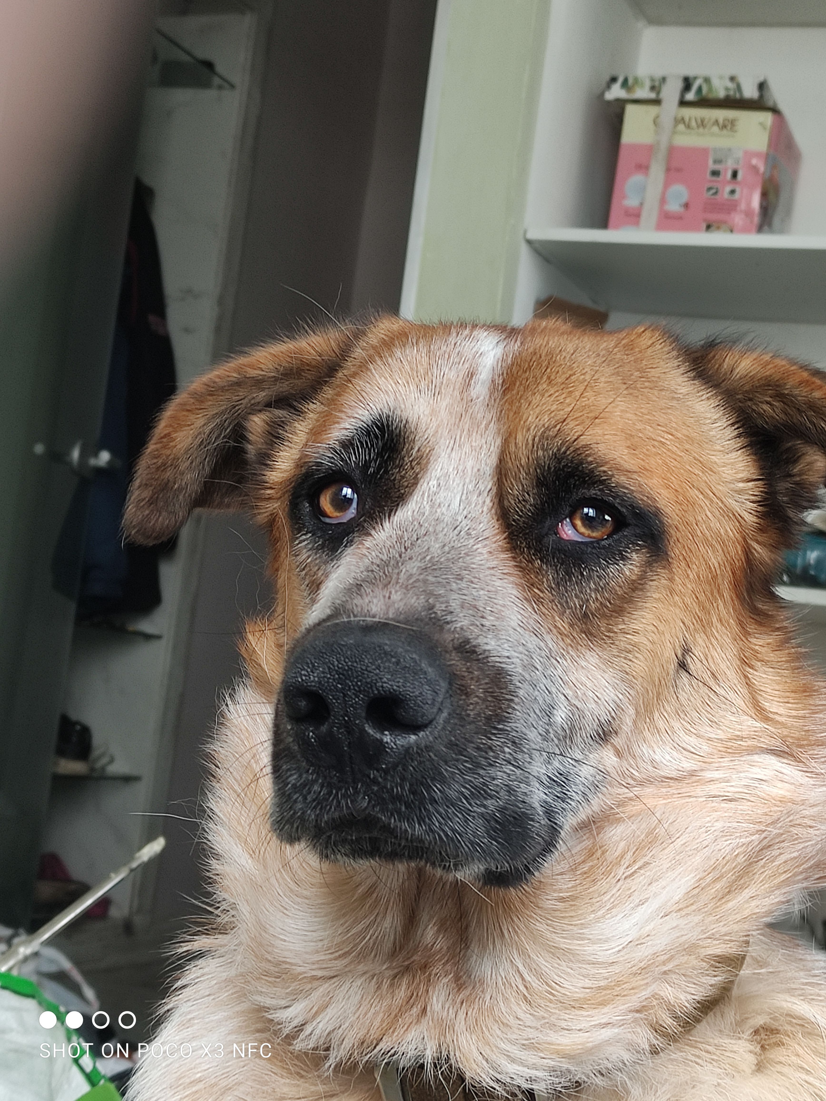 Пропала собака, Нижний Тагил